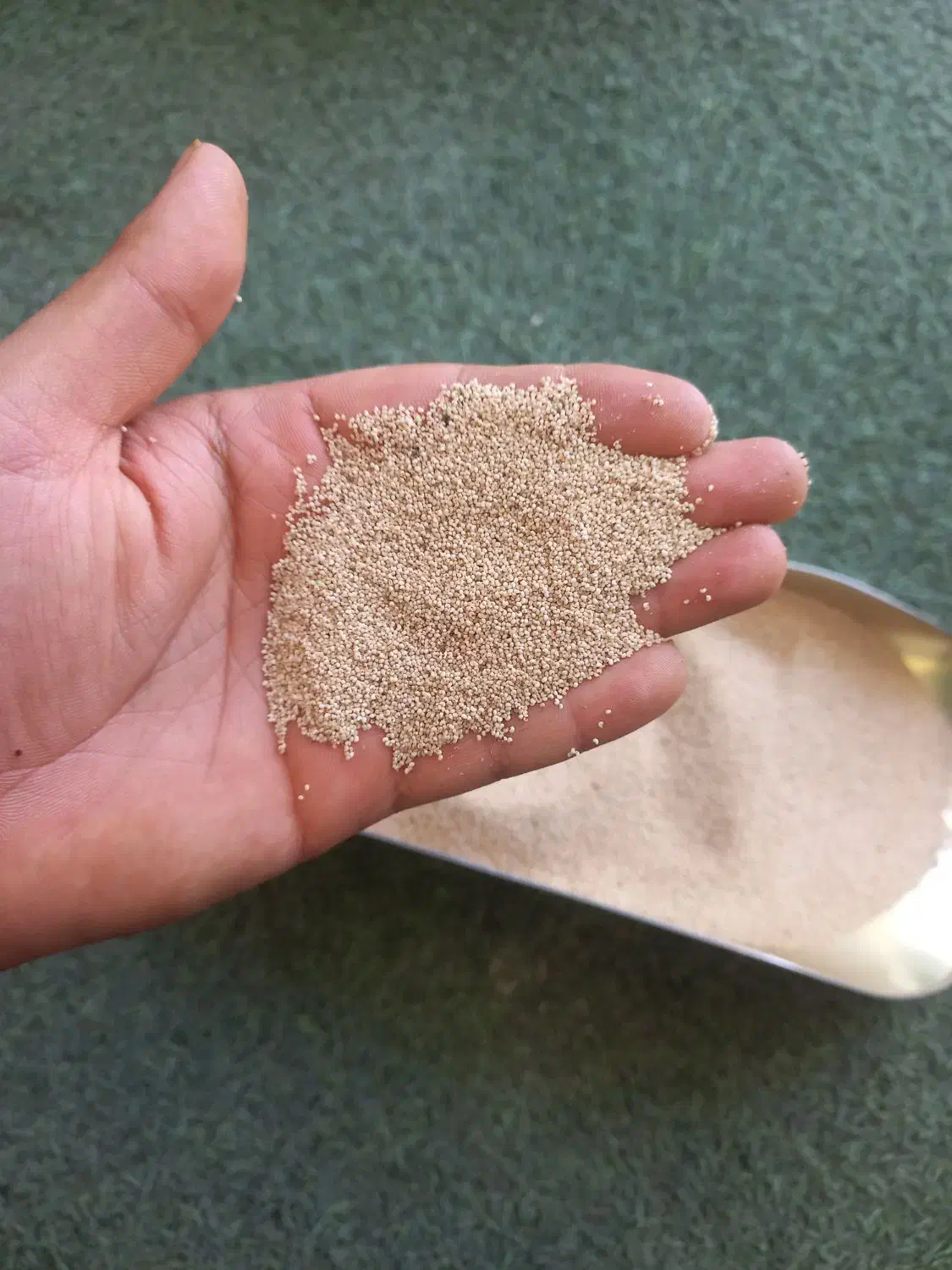 بذر درجه ۱|خدمات باغبانی و درختکاری|کوهدشت, |دیوار