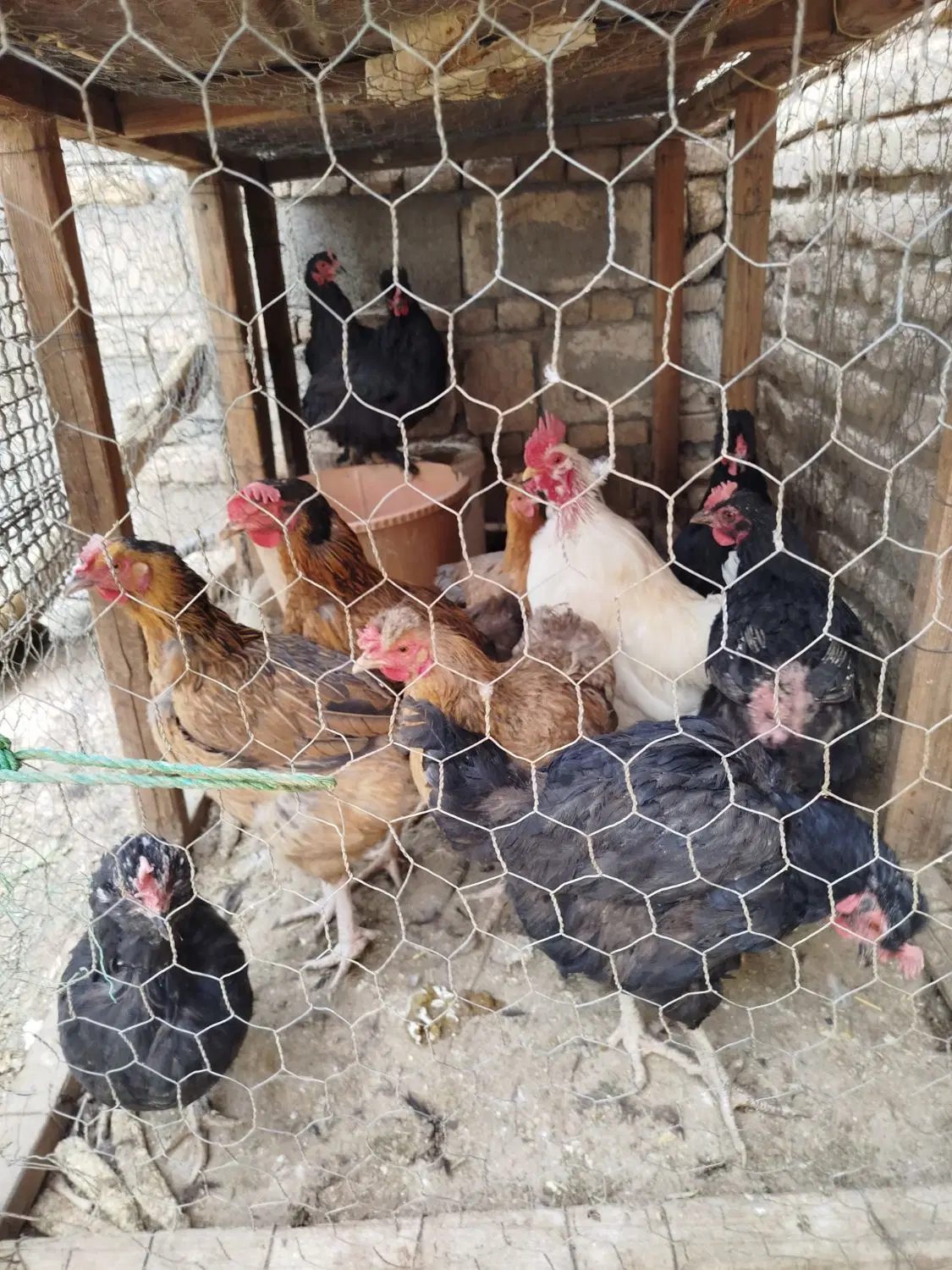 مرغ|حیوانات مزرعه|داران, |دیوار