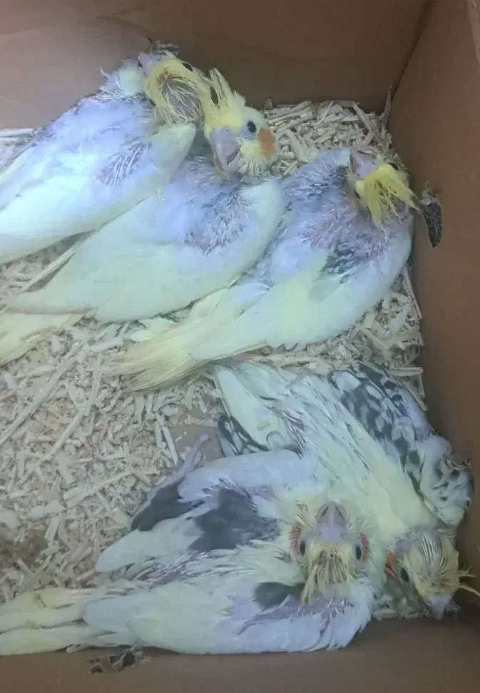 جوجه عروس دوکت زعفرانی لوتینوسرلاکی|پرنده|شیراز, شهرک رضوان|دیوار