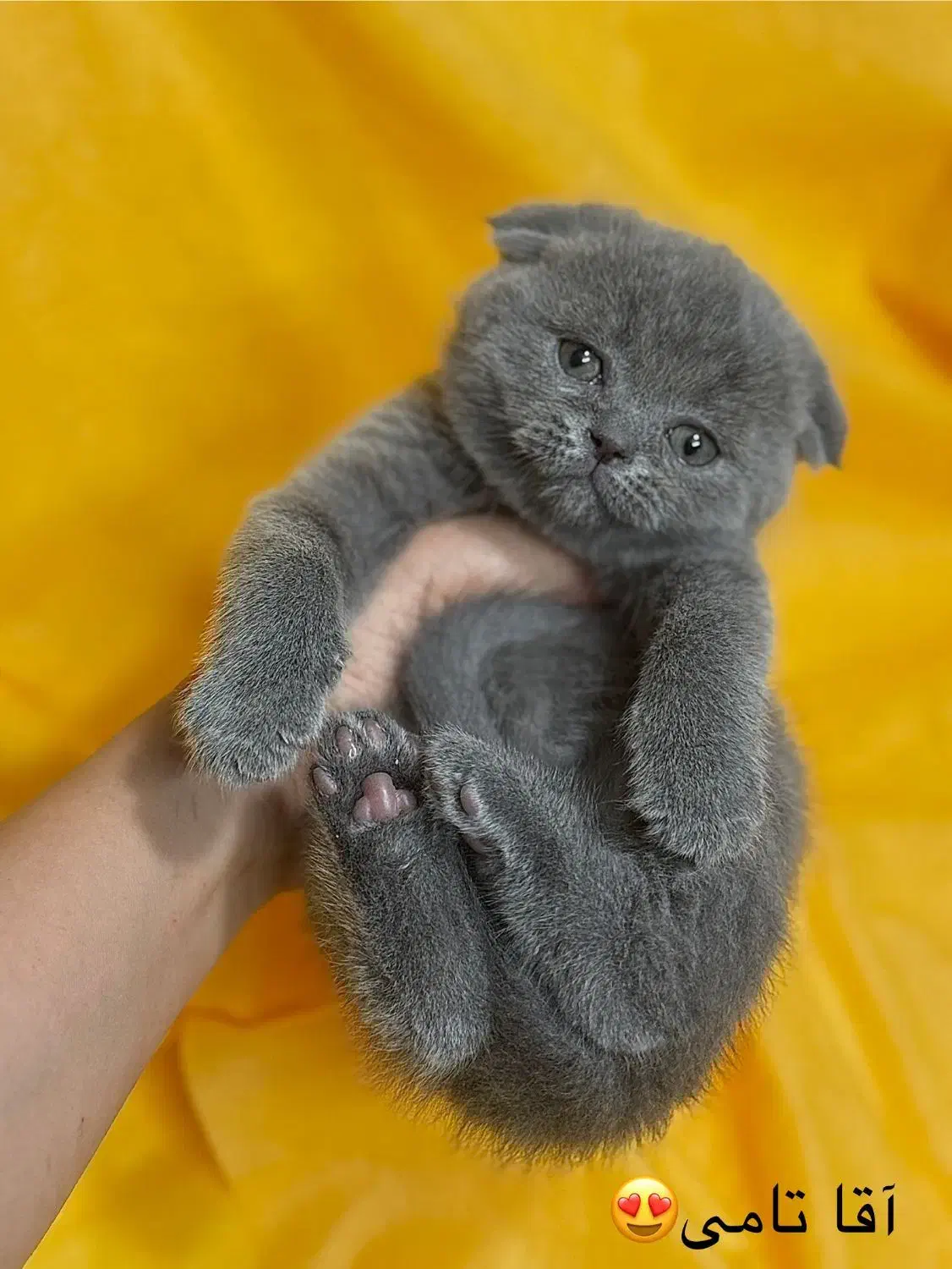 بلو|گربه|نیشابور, شهرک فرهنگیان|دیوار