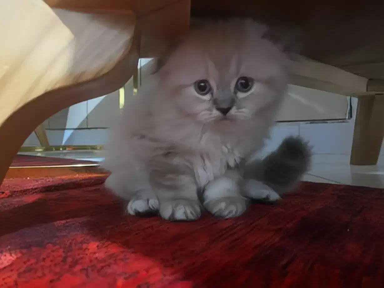 گربه اسکاتیش فولد|گربه|بندرعباس, |دیوار