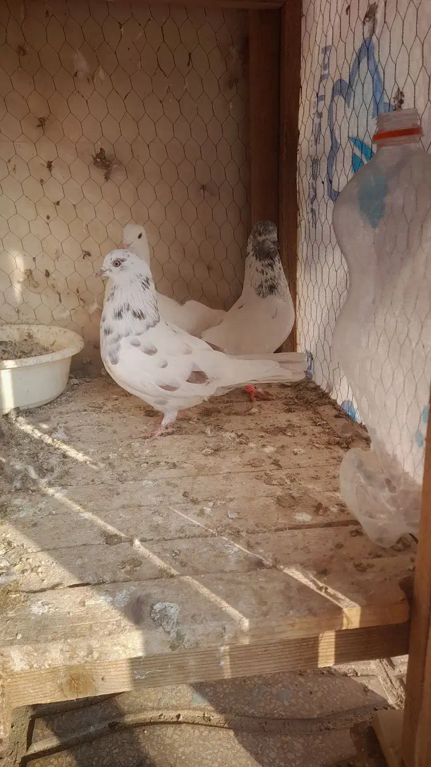 کبوتر|پرنده|سمنان, |دیوار