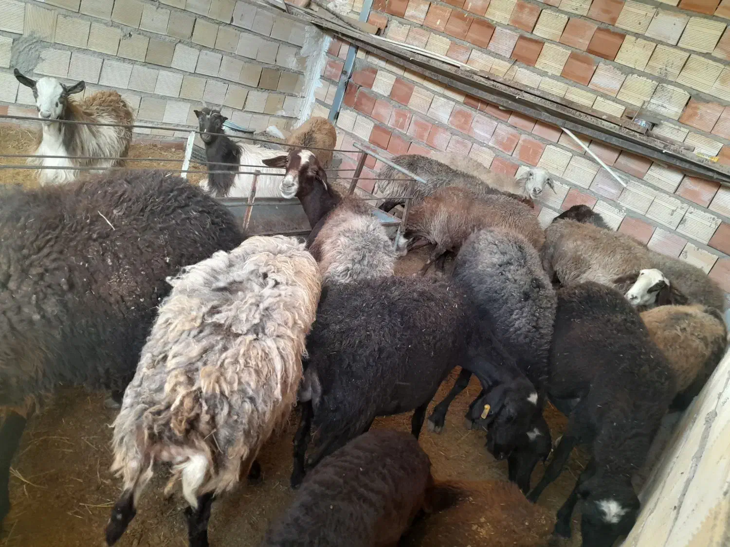 بره میش بز بزغاله|حیوانات مزرعه|محمدیه-قزوین, |دیوار