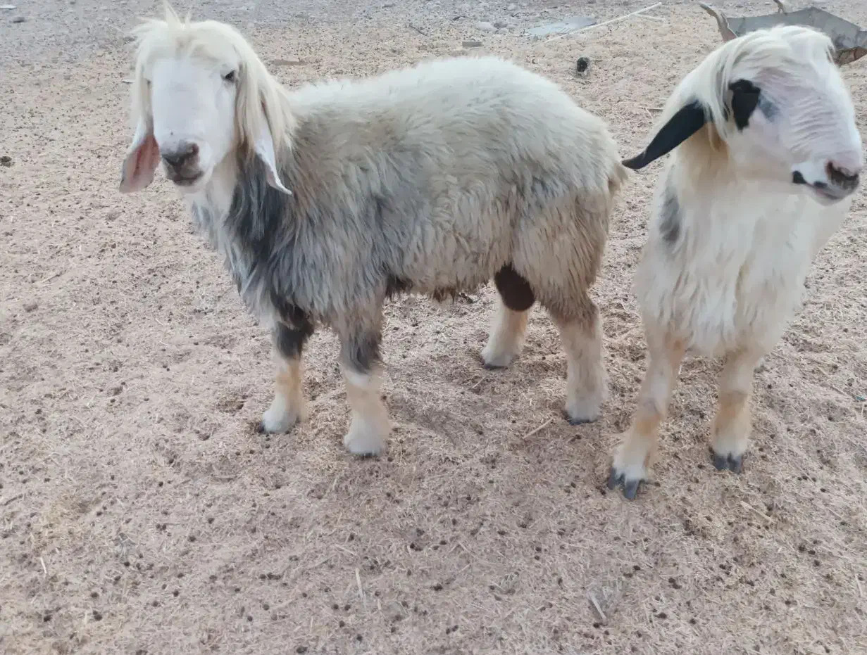 کاوه قوچ|حیوانات مزرعه|رامهرمز, |دیوار