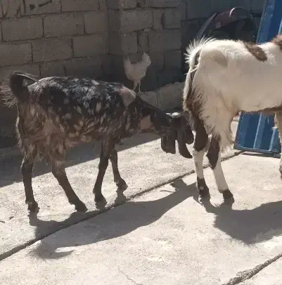 بز پاکستانی|حیوانات مزرعه|کرمانشاه, |دیوار