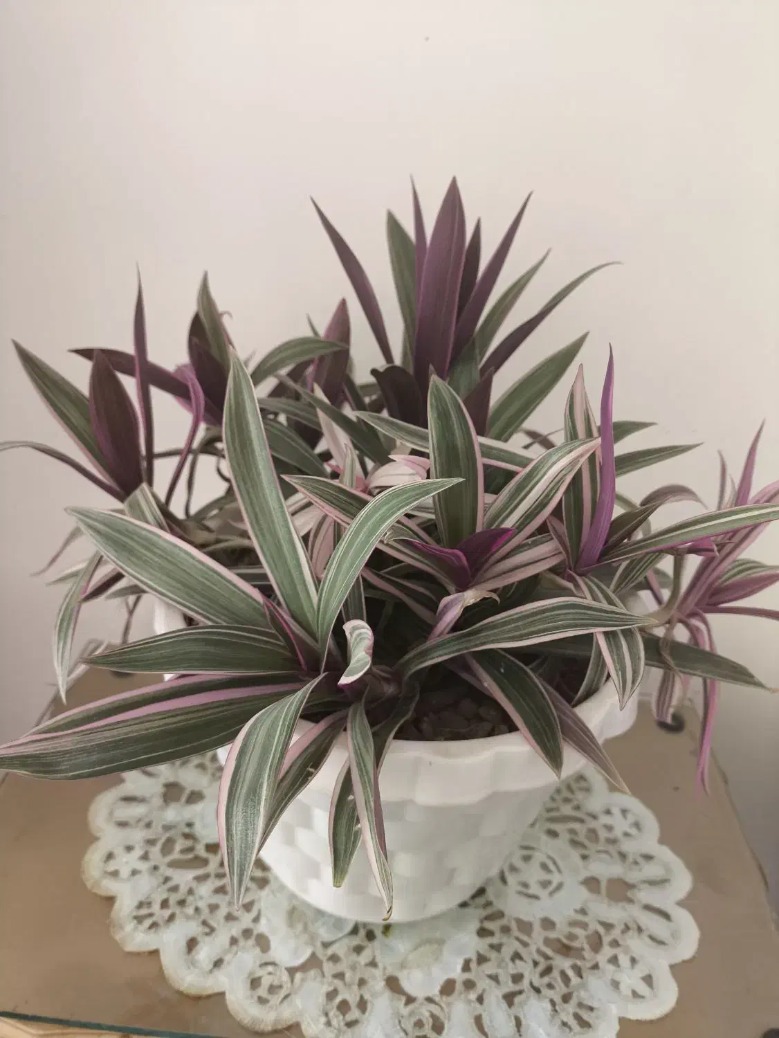 زیپیلین رنگی شاداب|گل و گیاه طبیعی|فلاورجان, |دیوار