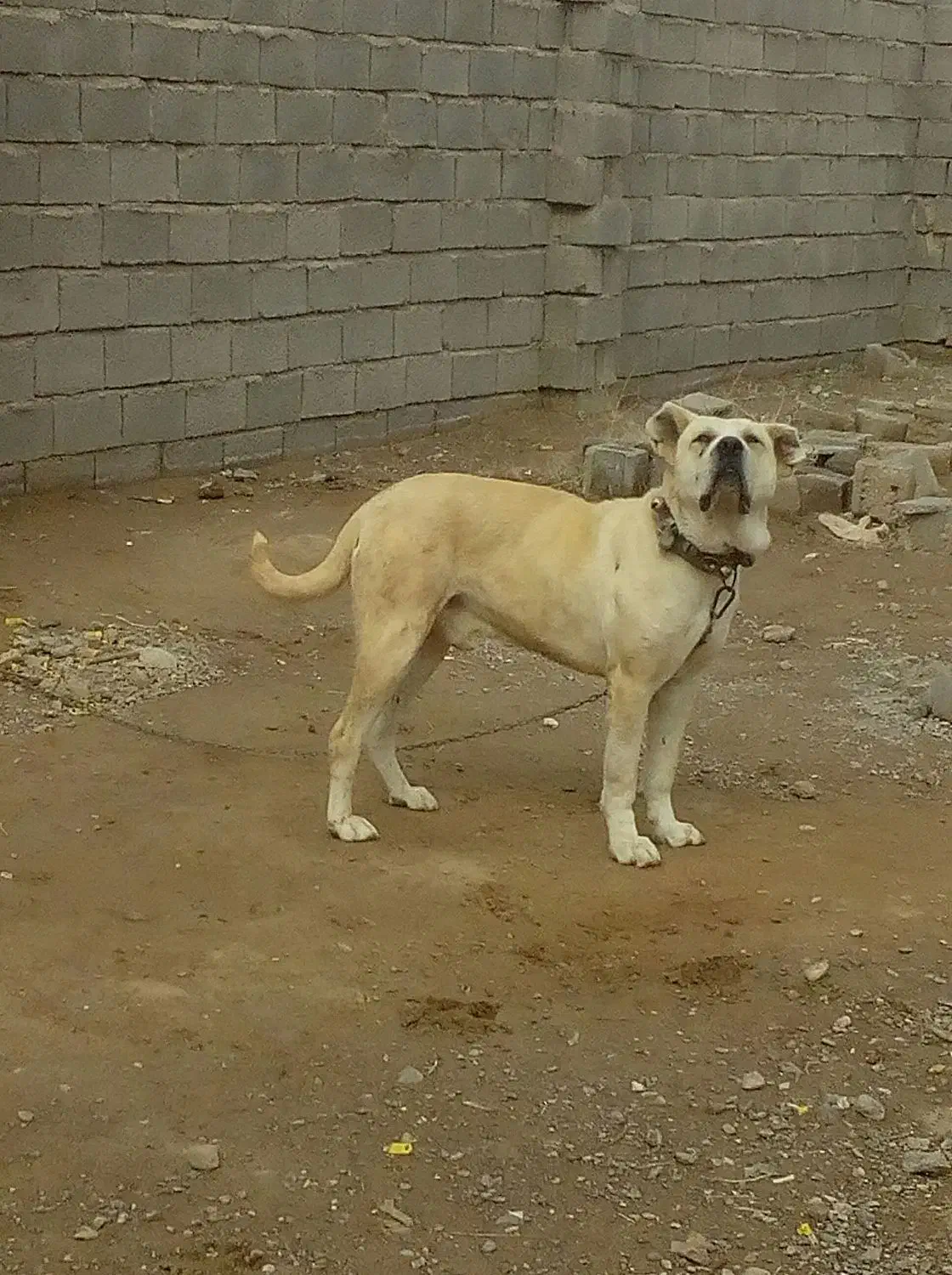 سگ گمشده|حیوانات|بوژگان, |دیوار