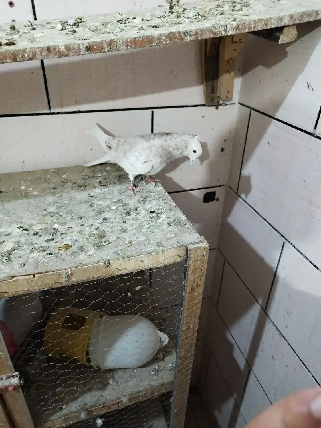 ماده کرم|پرنده|سوسنگرد, |دیوار