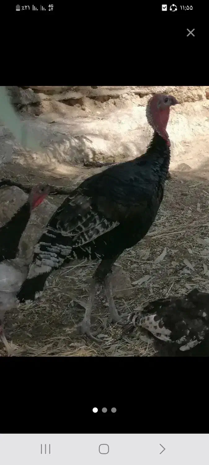 یک عدد بوقلمون نر هفت ماهه سالم براکشت داشت|حیوانات مزرعه|چرام, |دیوار