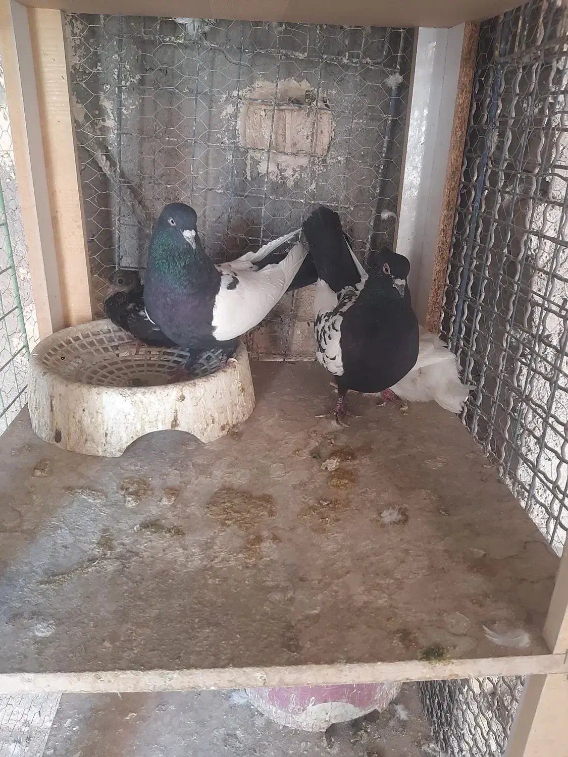 جفت سینه سیاه|پرنده|رفسنجان, |دیوار