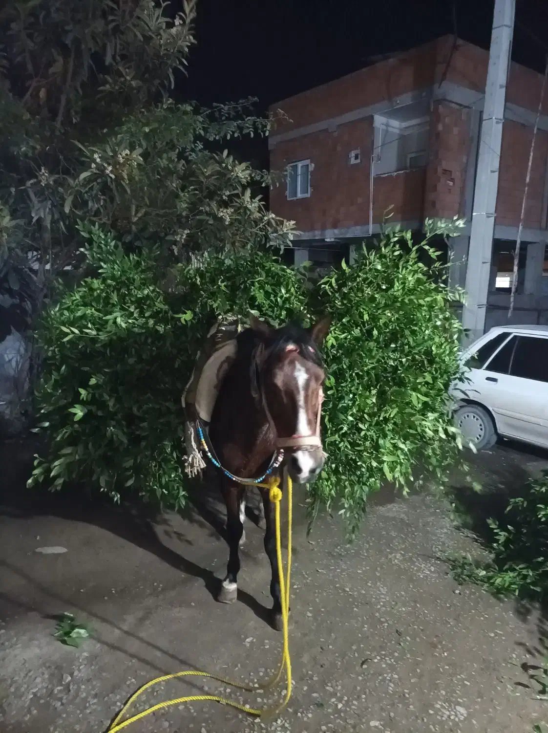 اسب|اسب و تجهیزات اسبسواری|گرگان, |دیوار