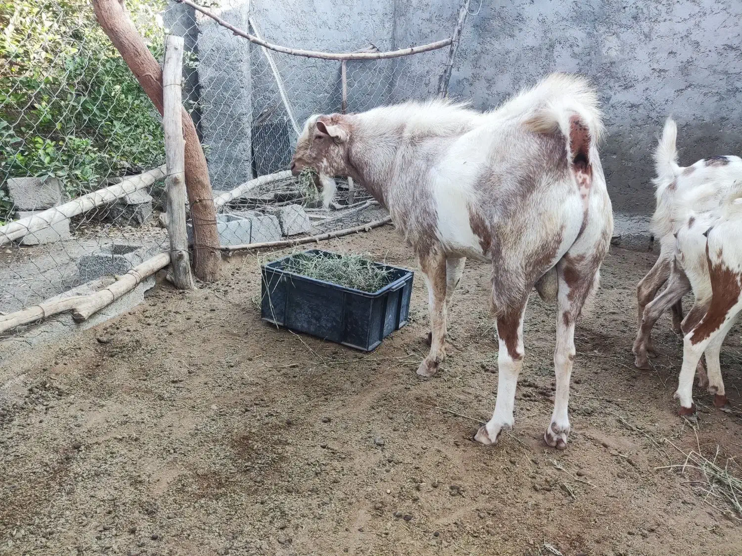 نری چاق فول|حیوانات مزرعه|تخت, |دیوار