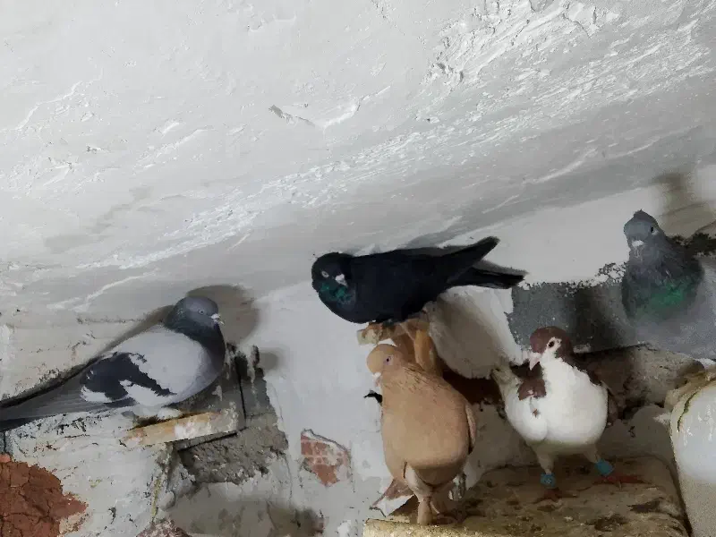 کبوتر|پرنده|شیراز, شهرک قمشه|دیوار