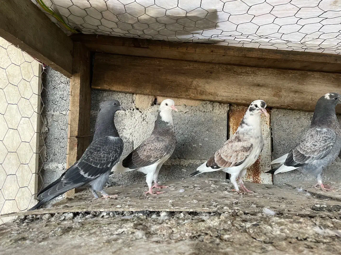 کبوتر جوجه پرشی|پرنده|قائمشهر, |دیوار