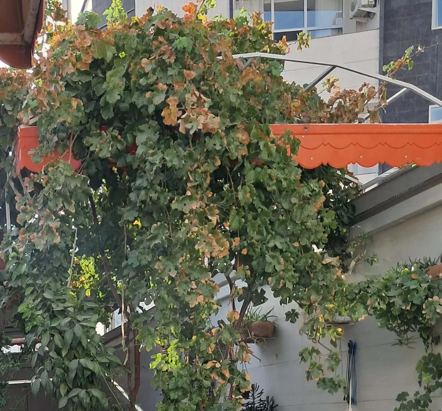 رهن و اجاره منزل ویلایی دربست دادگستری|اجارهٔ خانه و ویلا|کاشمر, |دیوار