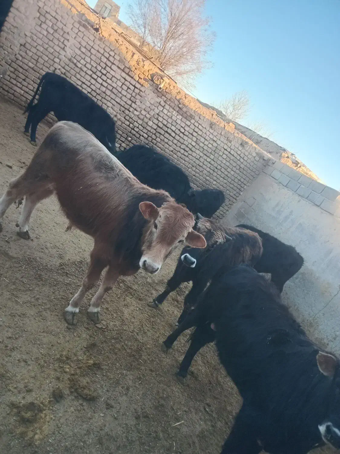 گاو چاق نر|حیوانات مزرعه|هشتگرد, هشتگرد قدیم|دیوار