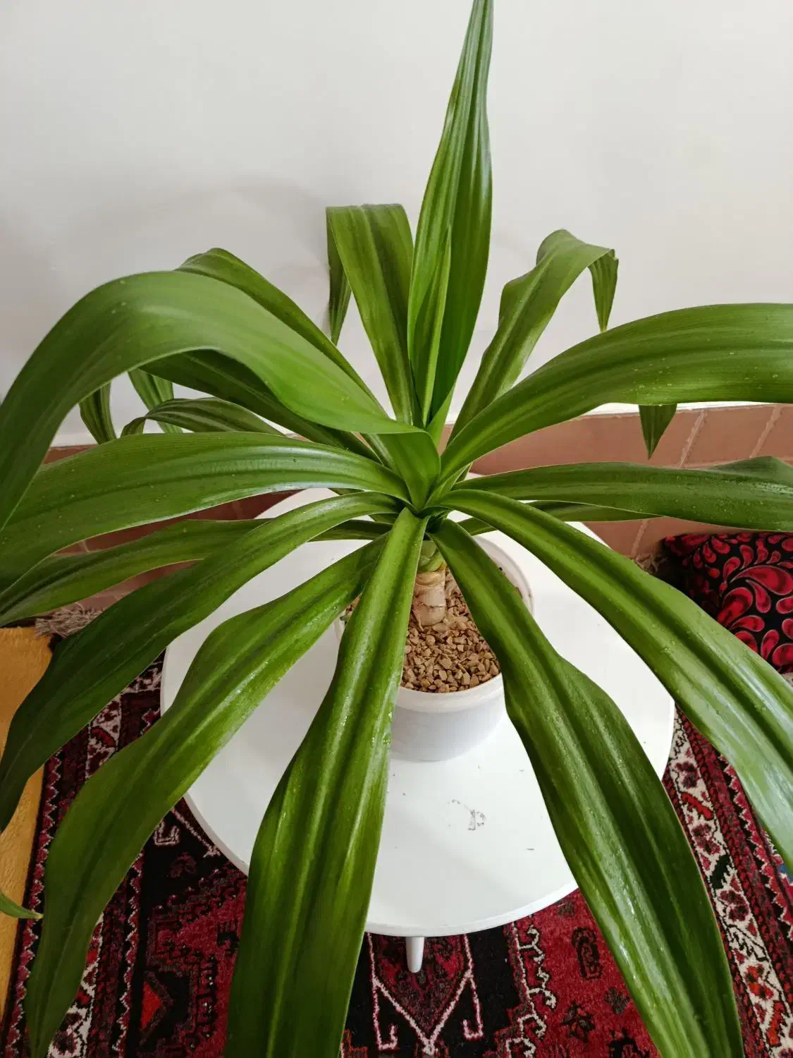 گل ذرتی|گل و گیاه طبیعی|شیراز, کفترک|دیوار