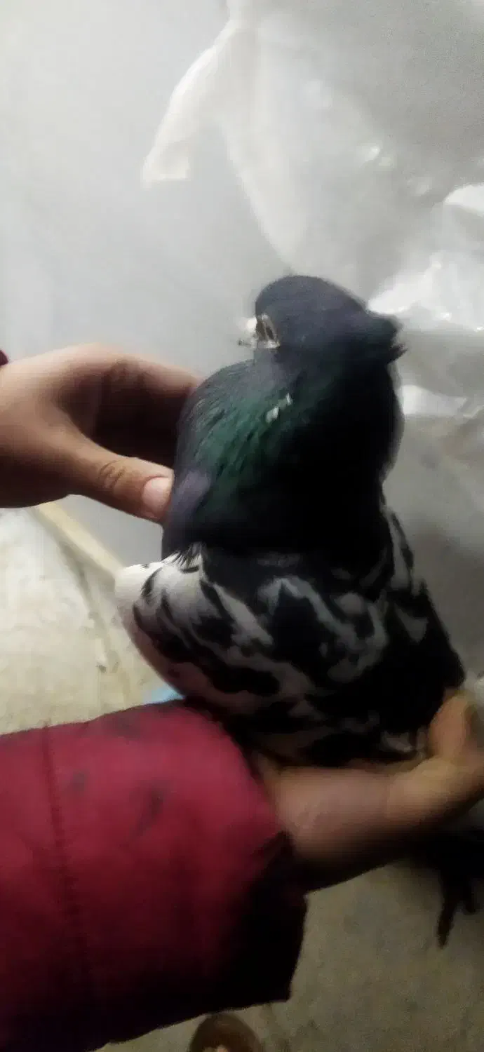 کفتر|پرنده|شاهینشهر, گرگاب|دیوار