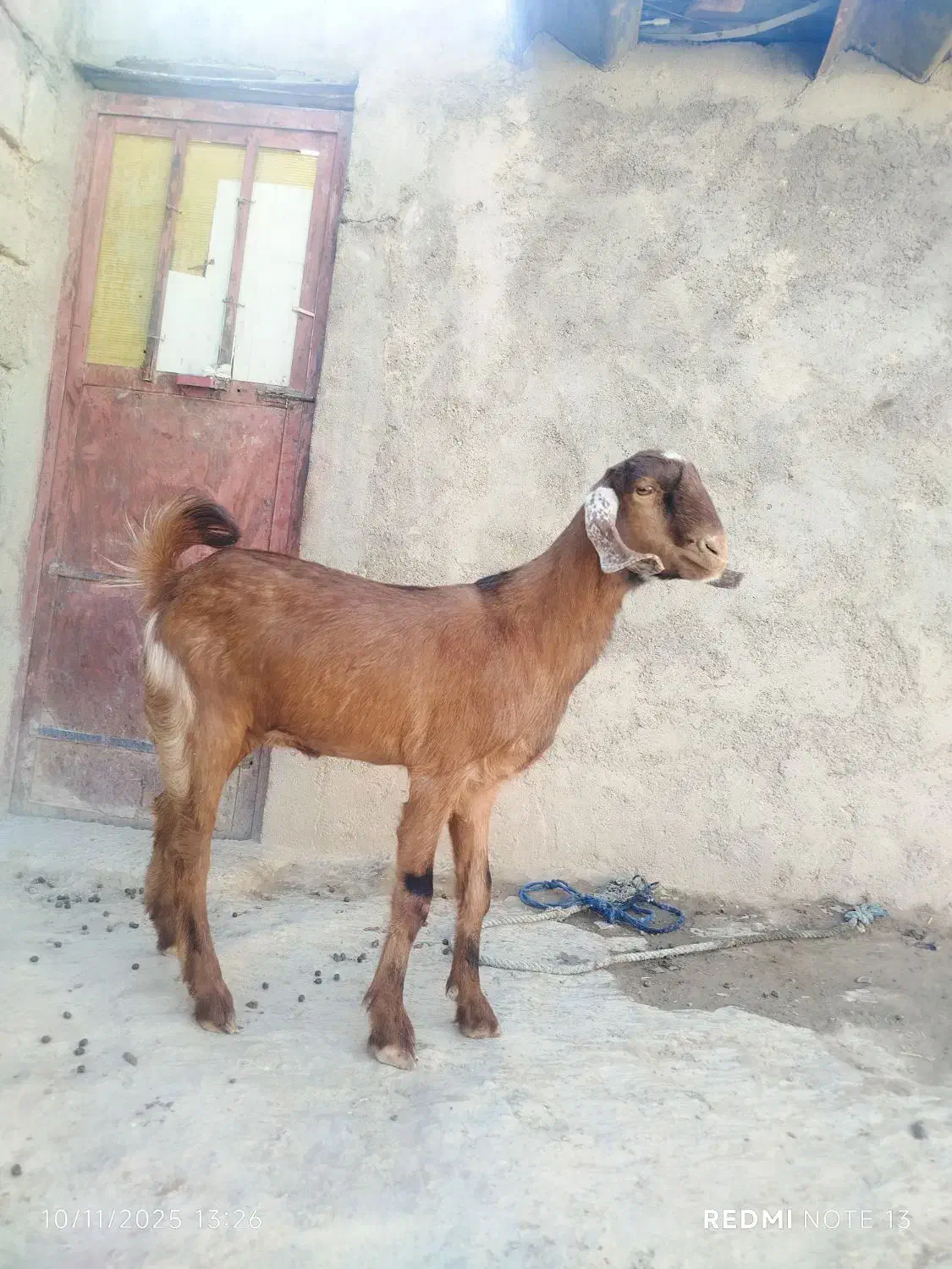 دوعددکهره|حیوانات مزرعه|زابل, |دیوار