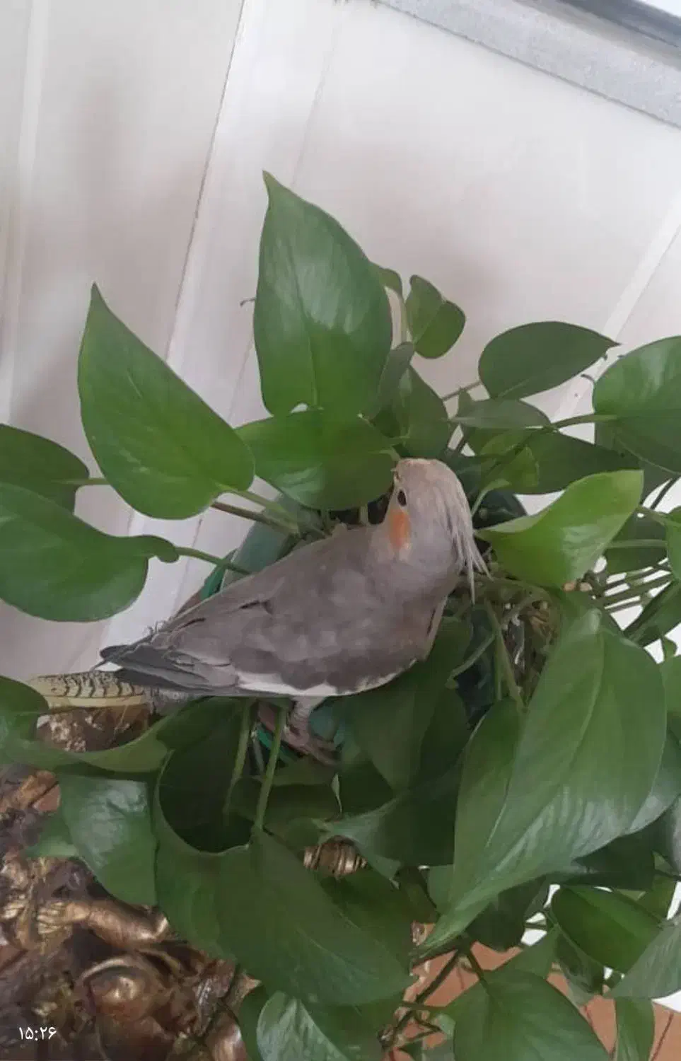 گمشد|پرنده|اردکان, |دیوار