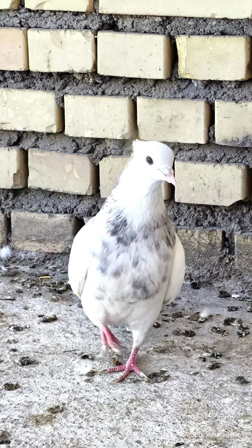 پرنده|پرنده|گتوند, |دیوار