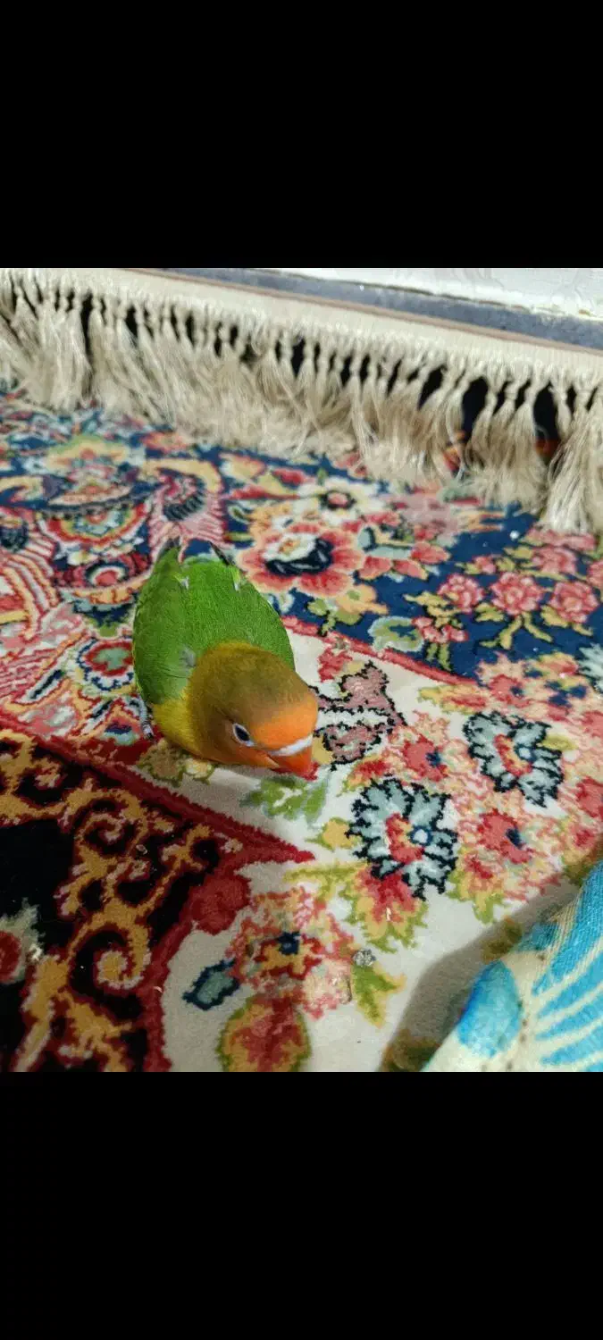 طوطی فیشر برزیلی|پرنده|شوشتر, |دیوار