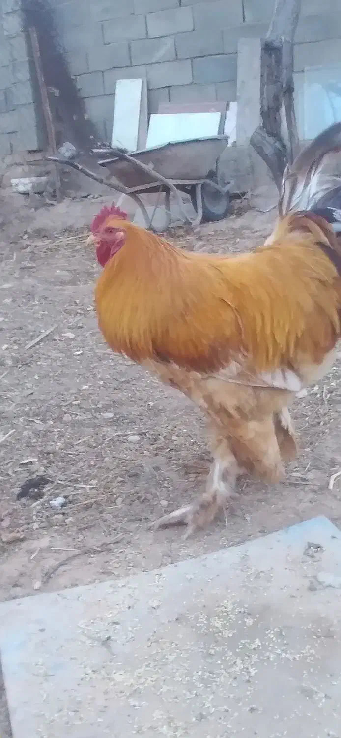 خروس برهما|حیوانات مزرعه|قیدار, |دیوار