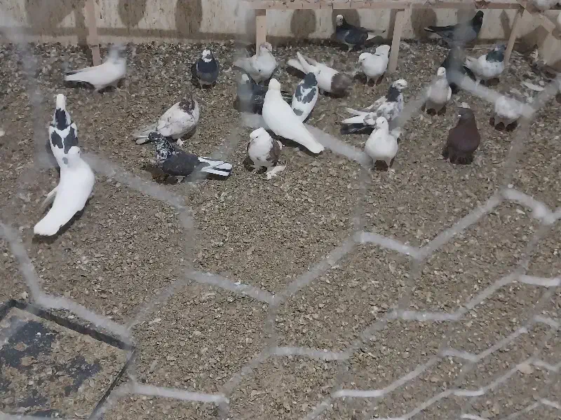 تعدادی کبوتر پرشی درجه یک|پرنده|اردستان, |دیوار