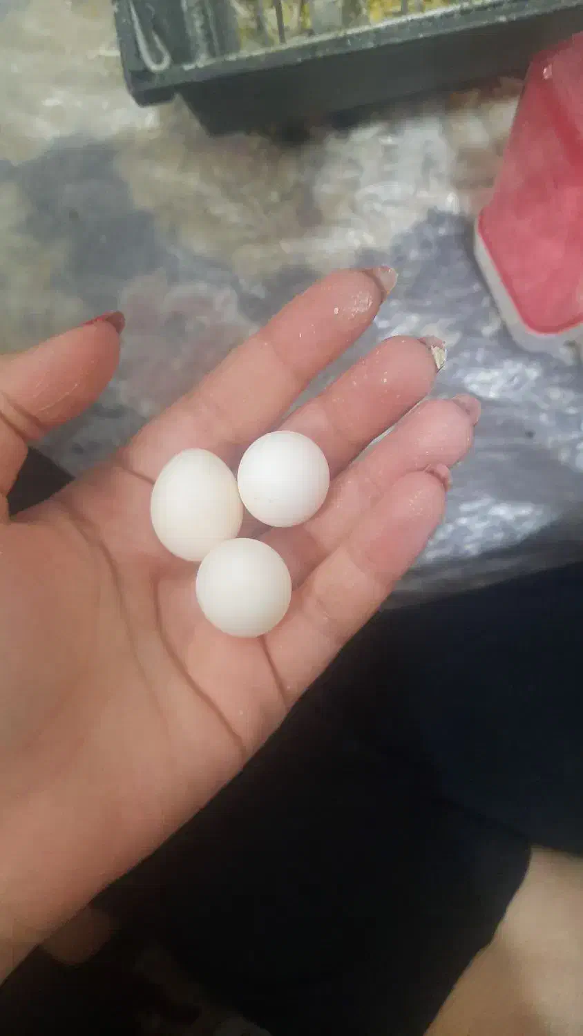 چهار عدد تخم عروس هلندی نتفه دار|پرنده|فسا, |دیوار