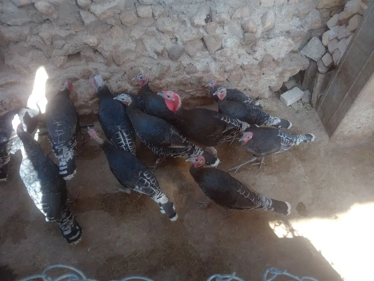 بوقلمون های جوان|حیوانات مزرعه|قیدار, |دیوار