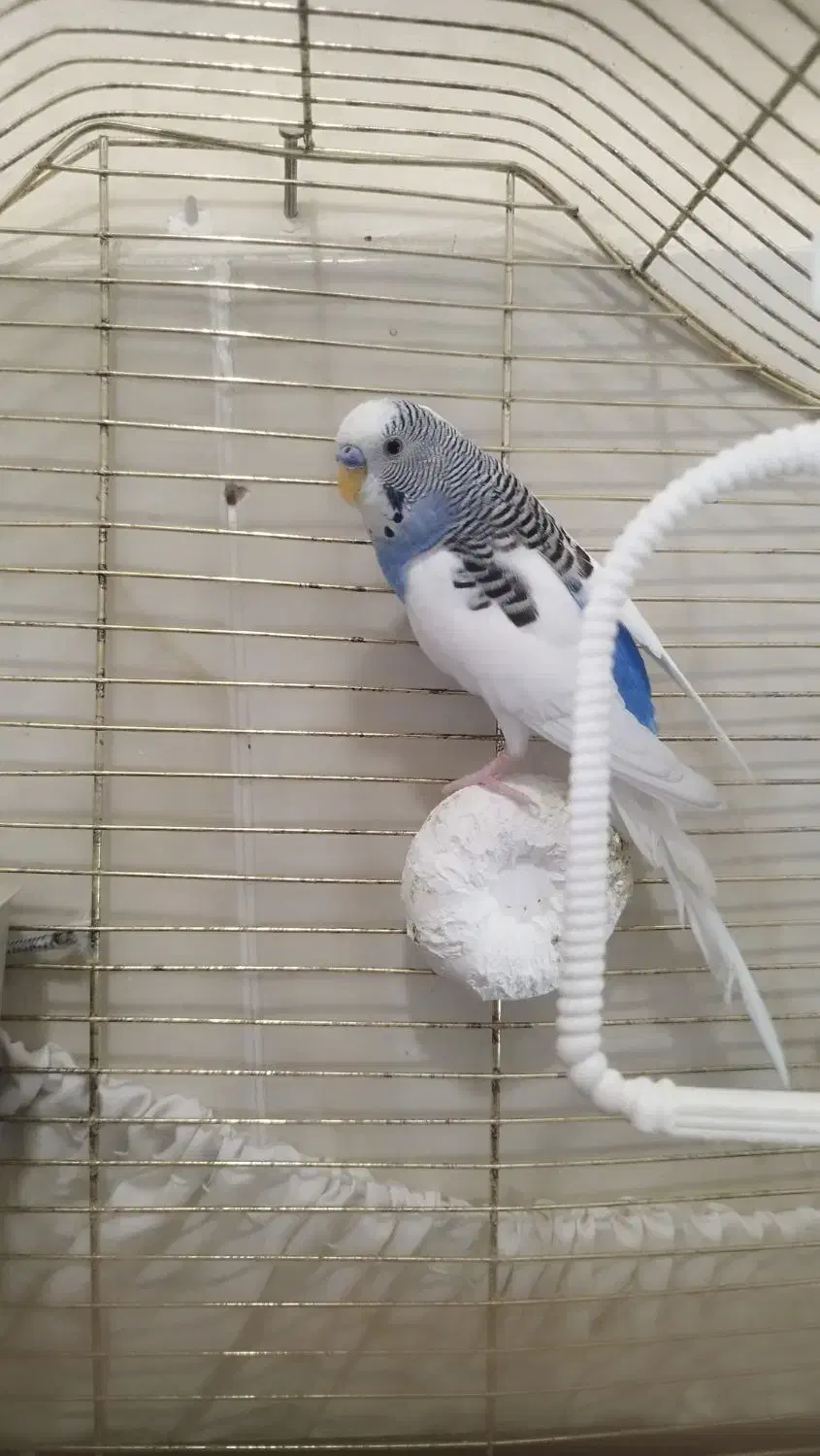 یک جفت مرغ عشق زیبا|پرنده|اسلامشهر, شهرک لاله|دیوار