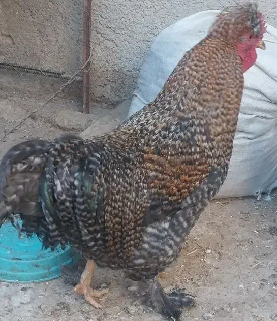 خروس برهما|حیوانات مزرعه|بلداجی, |دیوار