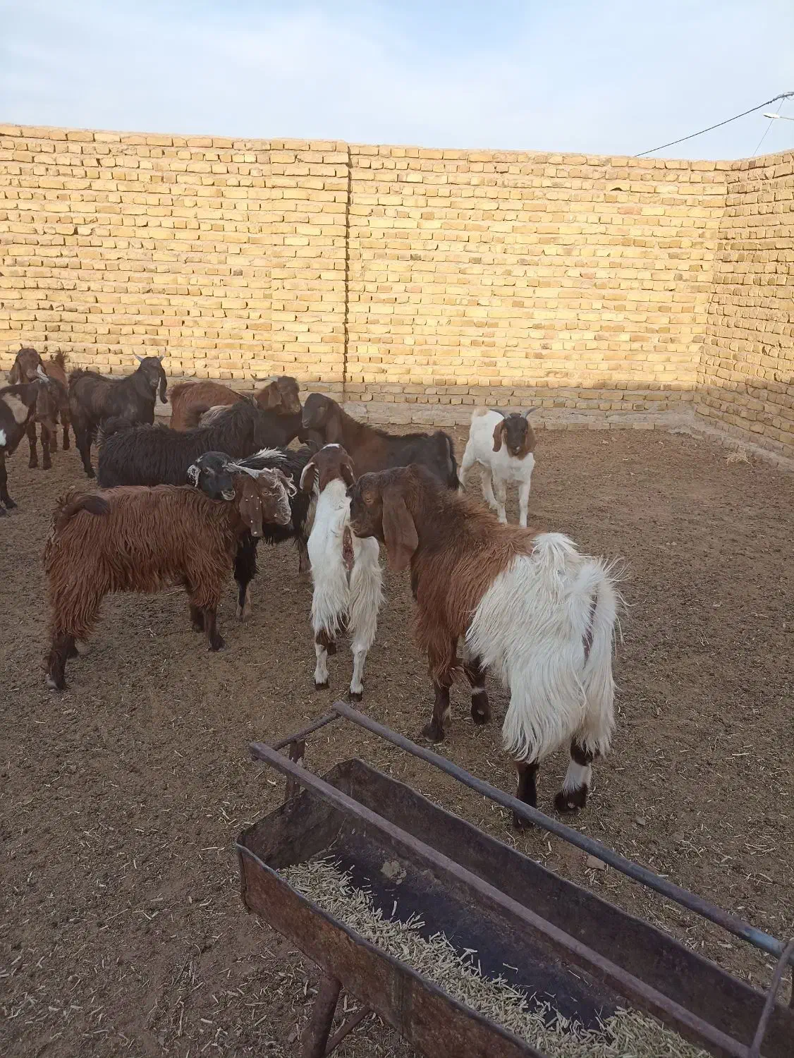 مایل به معاوضه نیستم|حیوانات مزرعه|رشتخوار, |دیوار