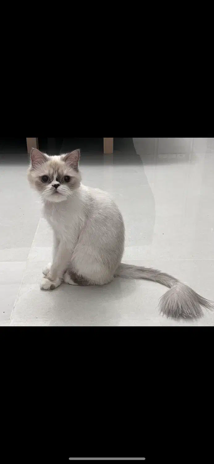 گربه پرشین|گربه|تبریز, |دیوار