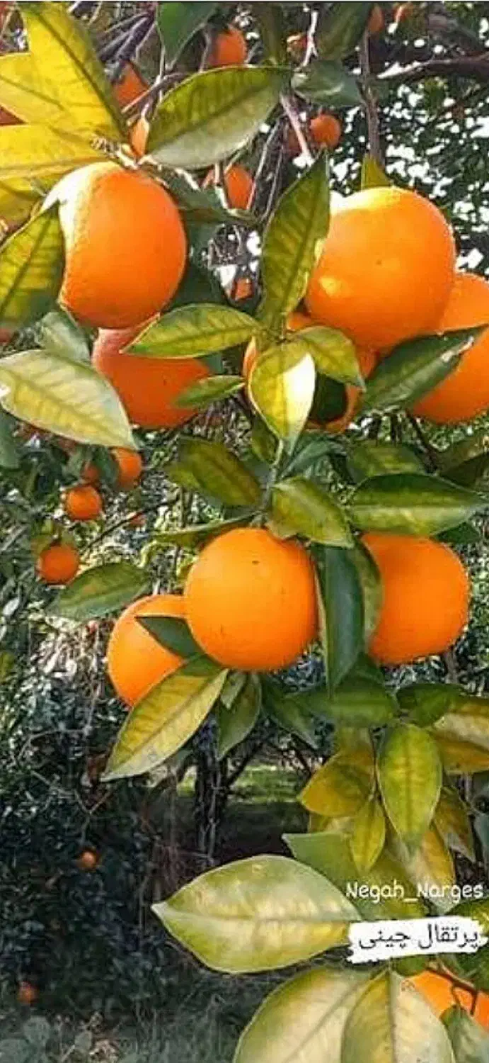 پرتغال چینی و انجام خدمات کشاورزی|خدمات باغبانی و درختکاری|نشتارود, |دیوار