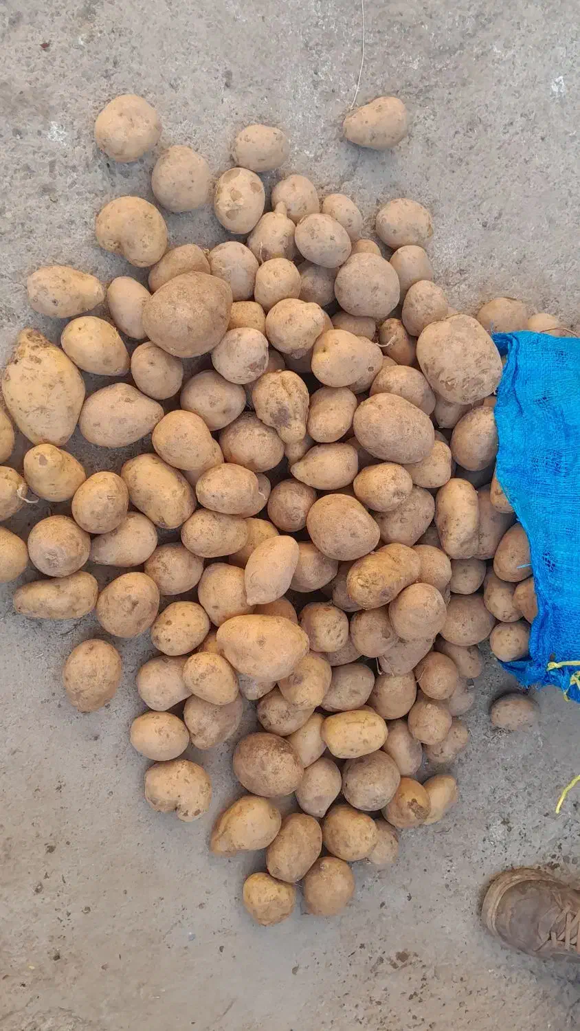 سیب‌زمینی|خوردنی و آشامیدنی|سردرود, |دیوار