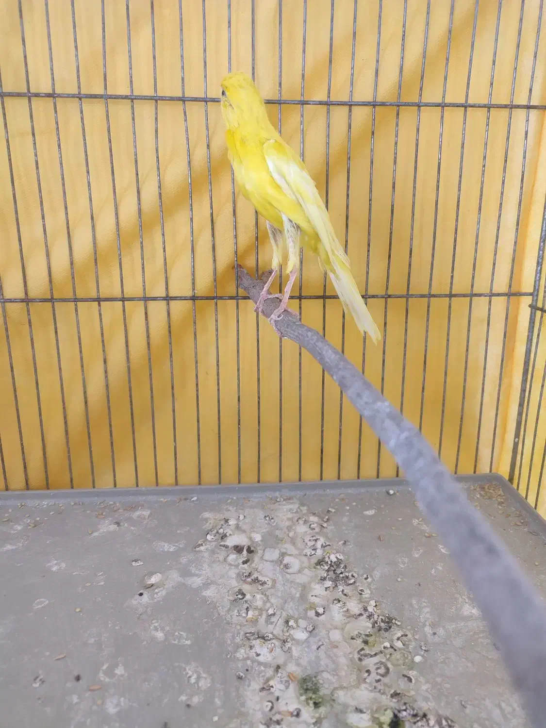 قناری نر|پرنده|ملایر, |دیوار