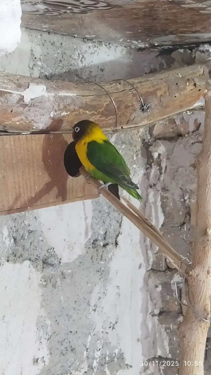 کوتوله|پرنده|سراوان, |دیوار