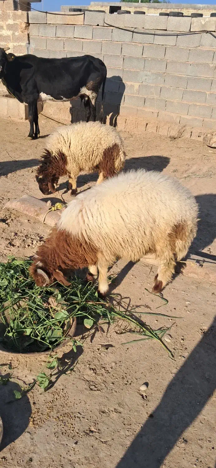 2راس به چا و درجه 1 خروف|حیوانات مزرعه|کرخه, |دیوار