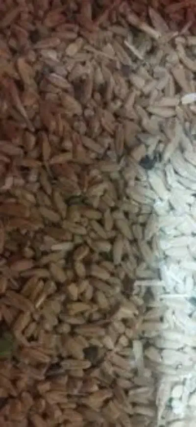 گندم بش دشمن زیاری|خوردنی و آشامیدنی|شیراز, گلشن|دیوار