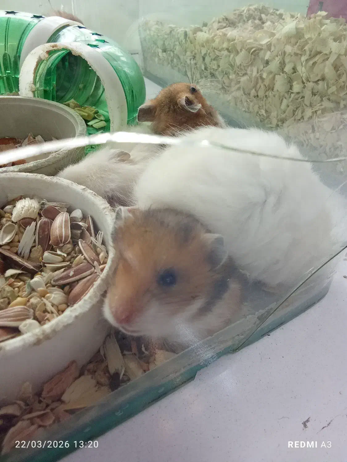 همستر|موش و خرگوش|تهران, تهرانپارس شرقی|دیوار