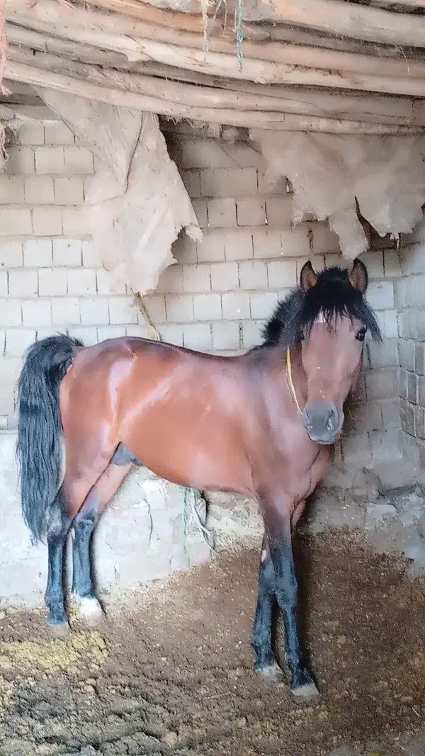 کره نریان 3به 4سال|اسب و تجهیزات اسب‌سواری|ارومیه, |دیوار