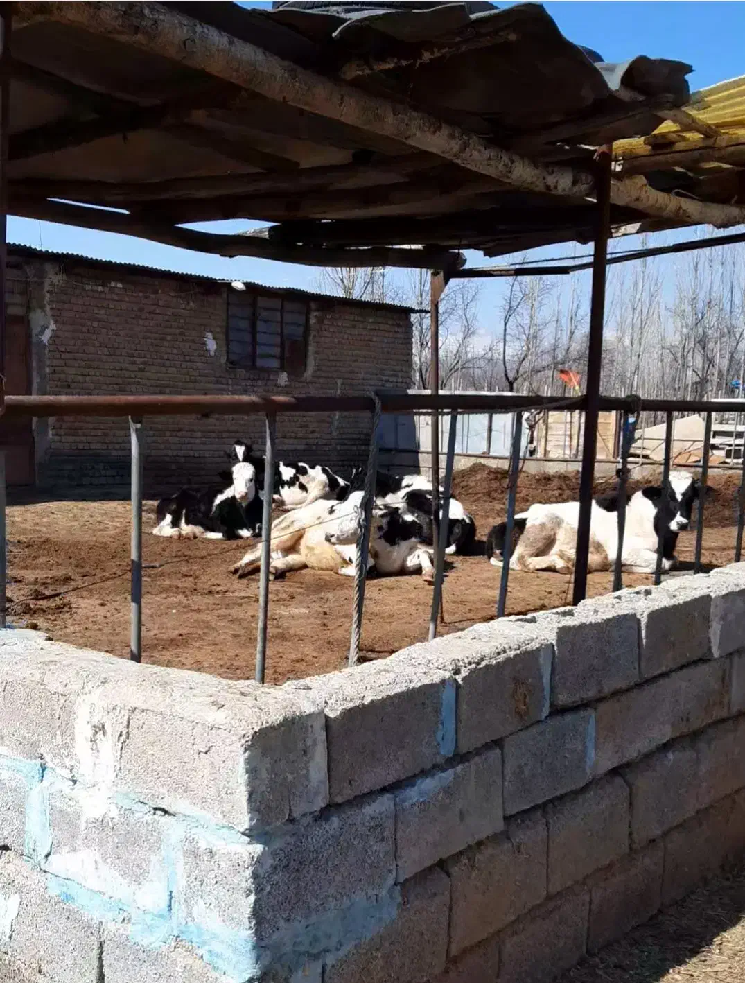 اجاره دامداری ،در نوشین شهر|اجارهٔ دفتر صنعتی، کشاورزی، تجاری|نوشین شهر, |دیوار