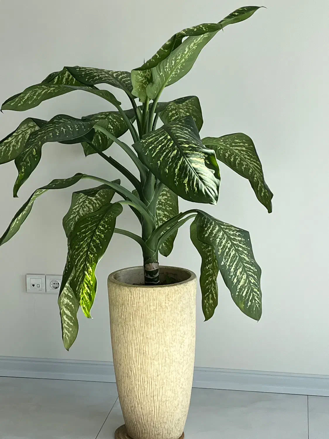 فروش گل دفین باخیا|گل و گیاه طبیعی|تهران, حکیمیه|دیوار