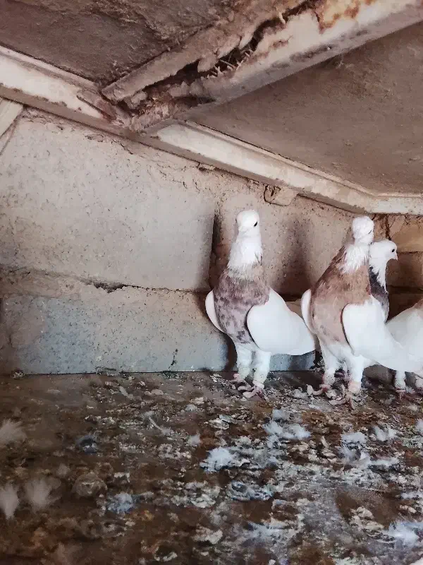 کبوتر طوقی هفت رنگ|پرنده|حمیدیه, |دیوار