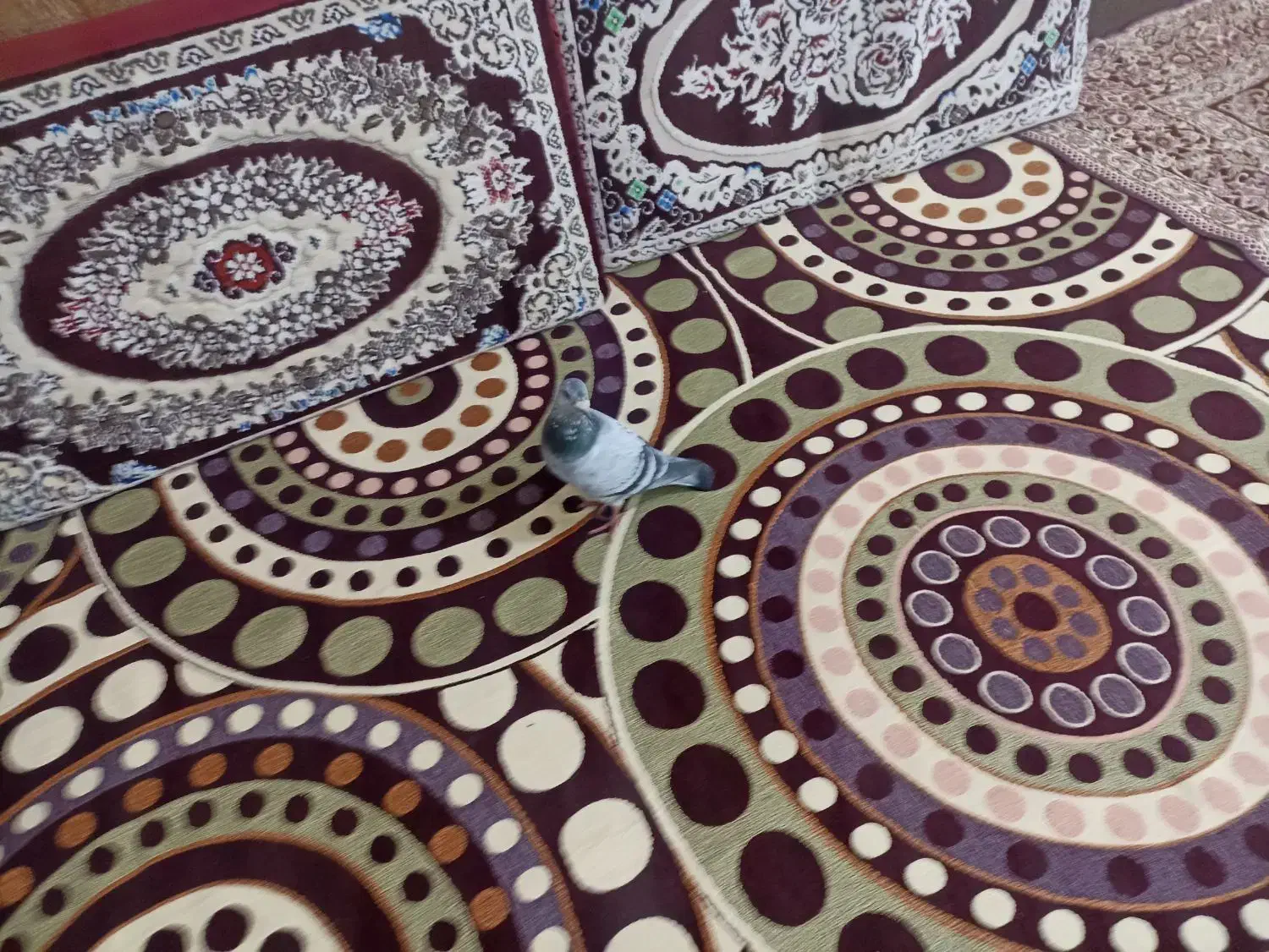 کبوتر شامی|پرنده|صوفیان, |دیوار