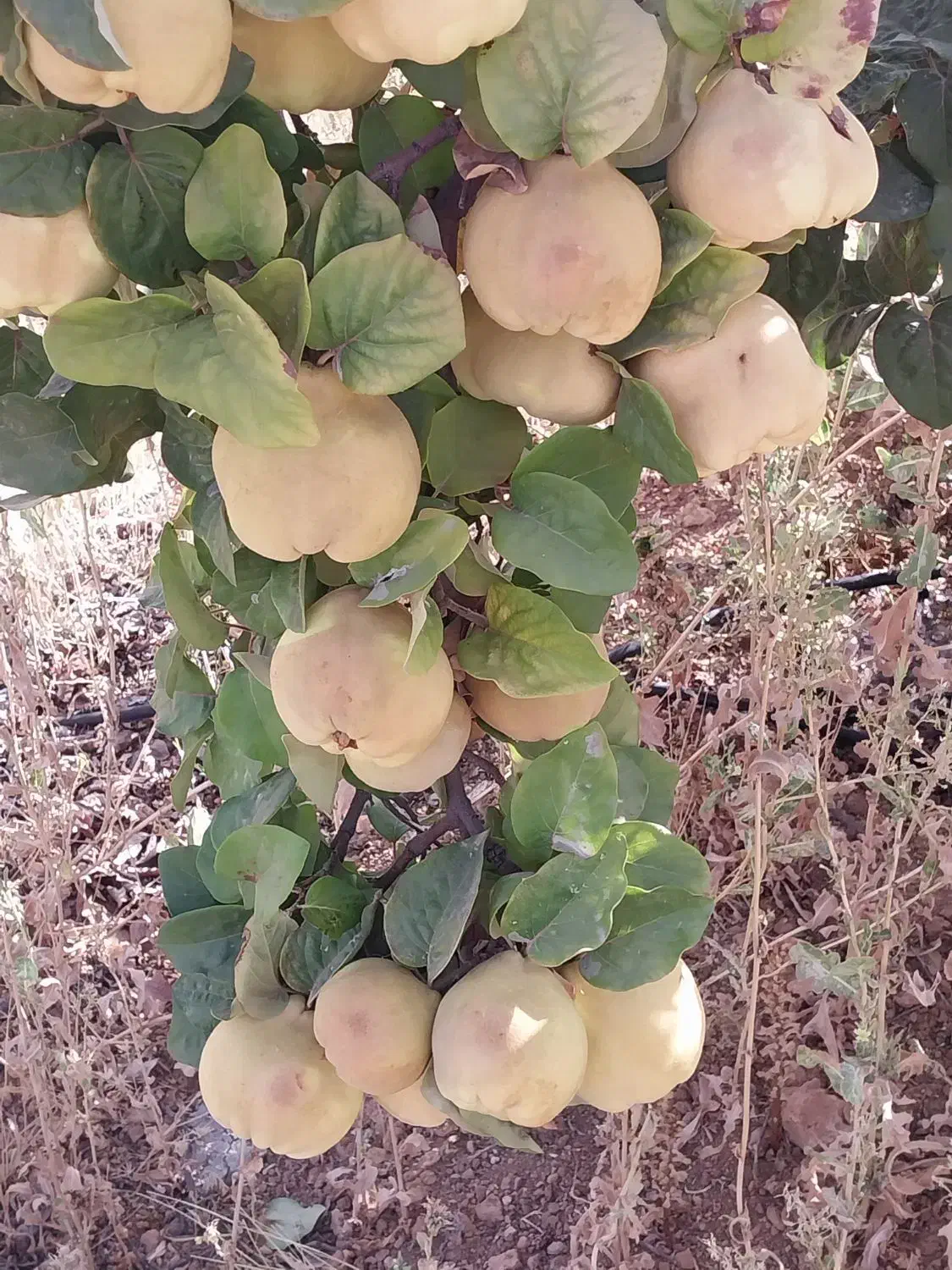 میوه به|خوردنی و آشامیدنی|شیراز, گلشن|دیوار