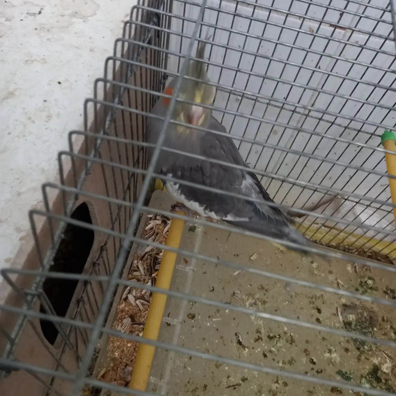 ۶ عدد طوطی عروس هلندی|پرنده|شوشتر, |دیوار