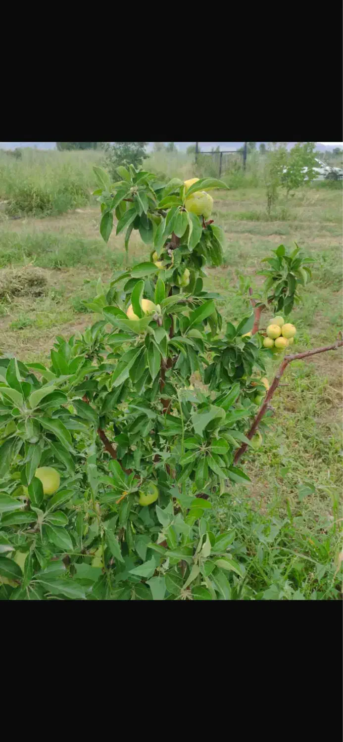 فروش باغ دارای سند شش دانگ|فروش زمین و ملک کلنگی|شوط, |دیوار