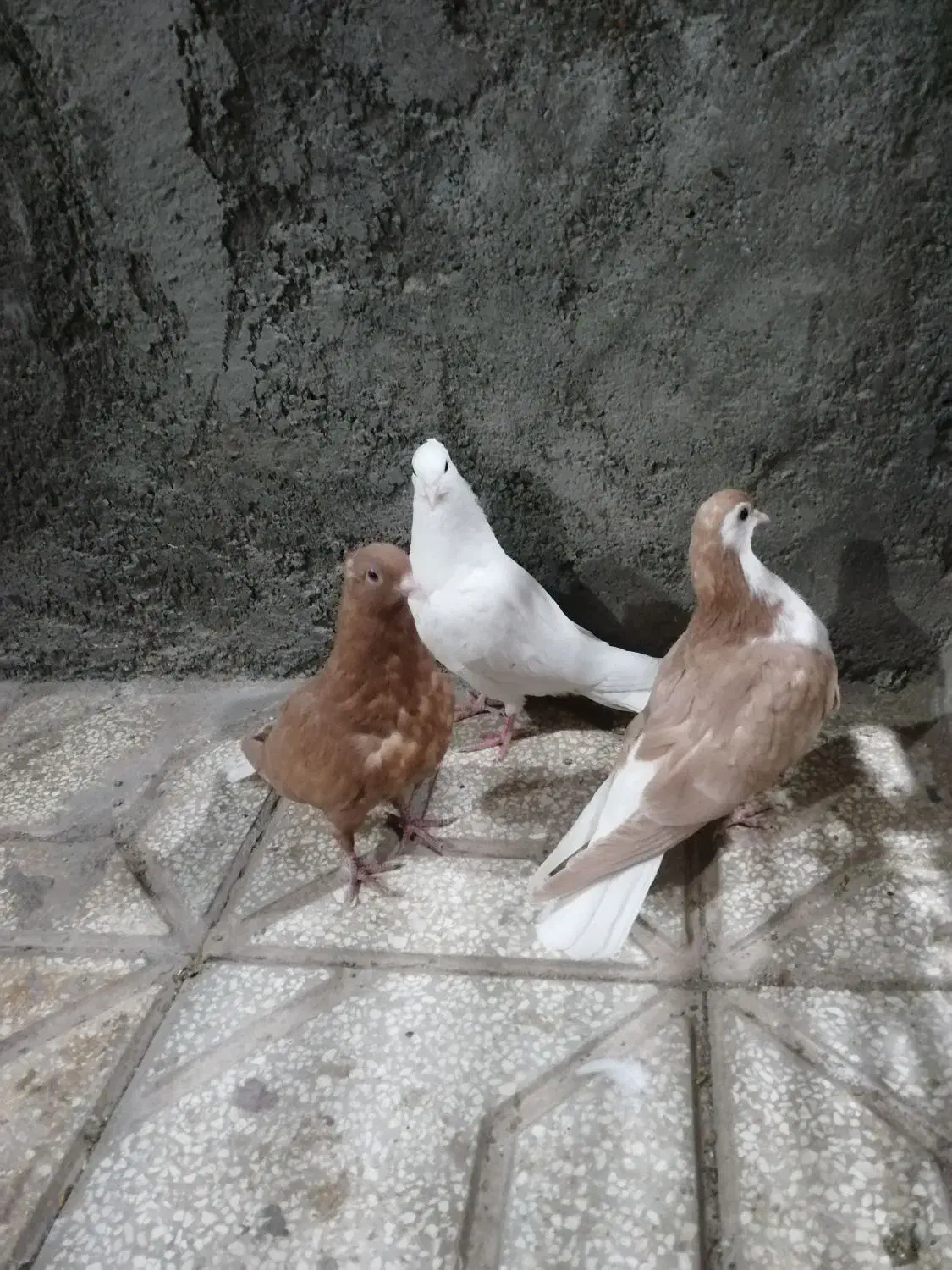 جوانه سده دمبی|پرنده|سبزوار, امیر کبیر|دیوار